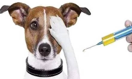 狂犬疫苗去哪里打