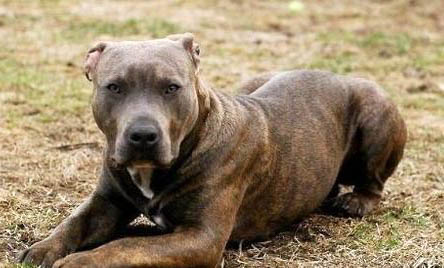 重口比特犬特征