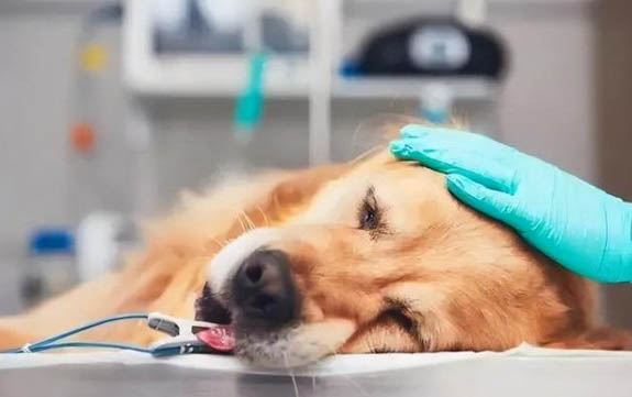狗狗突然小便頻繁滴尿怎么辦