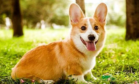黑白柯基犬圖片大全是什么品種