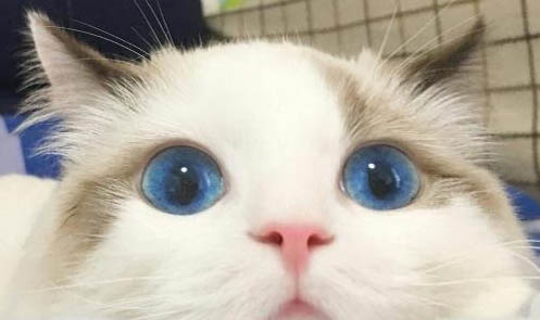 怎樣讓貓用貓抓板