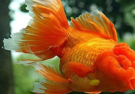 龍種金魚有哪些品種