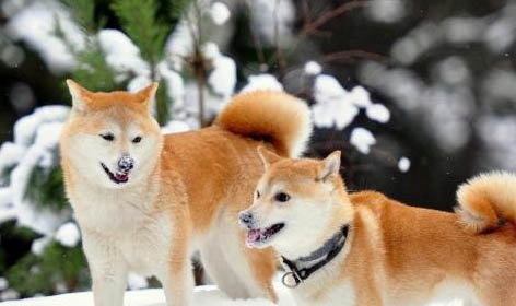 日本秋田犬產后十天可以洗澡嗎