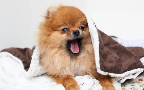 博美犬和泰迪哪個好