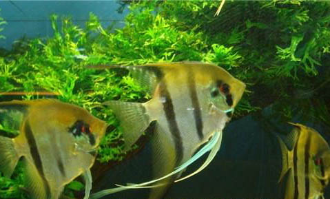 金魚打印病