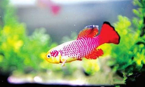 水虎魚能吃魚飼料嗎