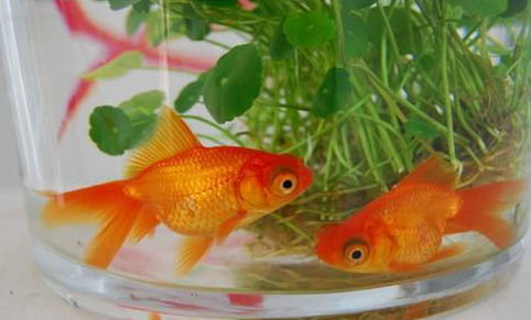 冷水觀賞魚有哪些品種