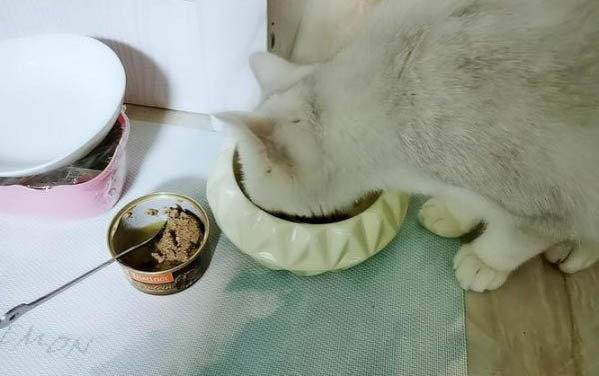 對貓過敏還想養貓怎么辦?