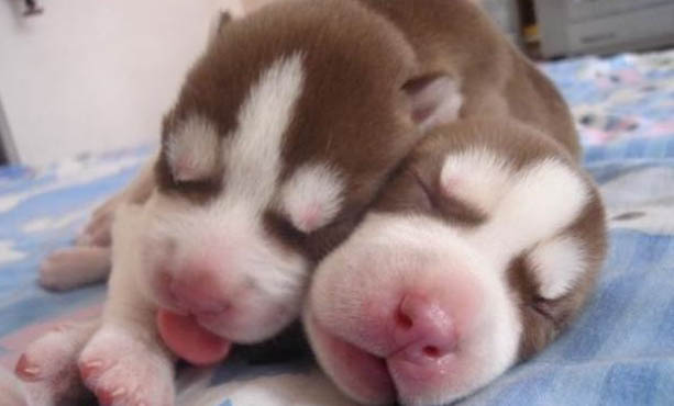 犬瘟發病多久幼犬死亡