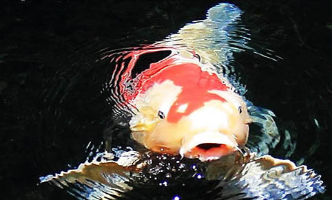 錦鯉魚苗多久能長大