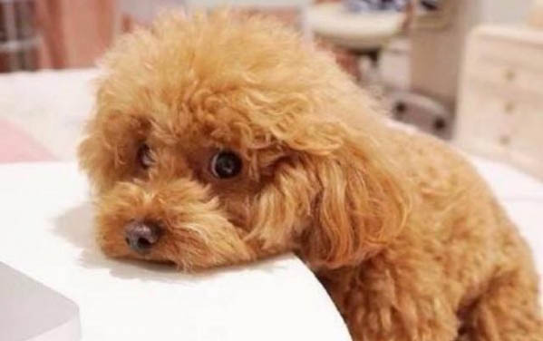 狗狗嘔吐腹瀉吃什么藥好得快