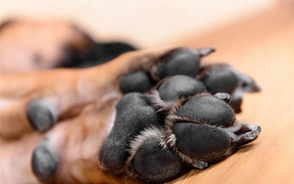 狗懷孕有點咳嗽怎么辦