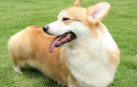 怎樣除狗狗身上的虱子