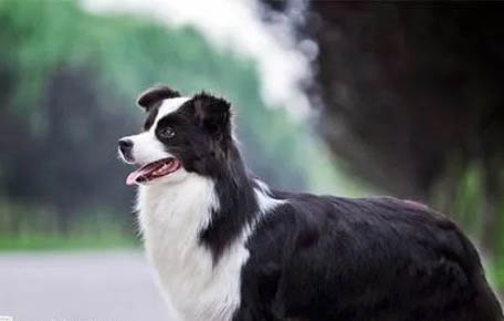 蘇格蘭牧羊犬突然抽搐四肢僵硬