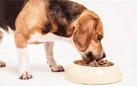 中國禁養哪些犬種