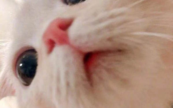 小貓想念貓媽媽的表現有哪些
