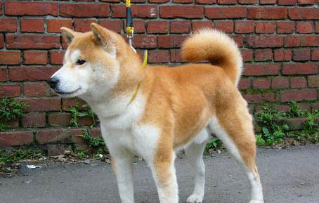 柴犬會咬人嗎?