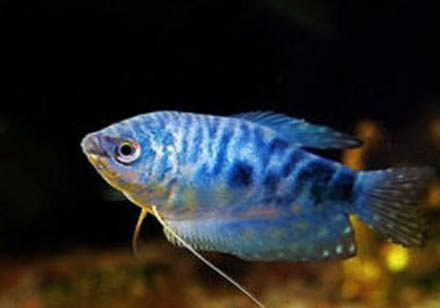 藍(lán)星魚繁殖方法?