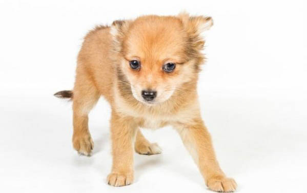 如何辨別幼犬的品種？