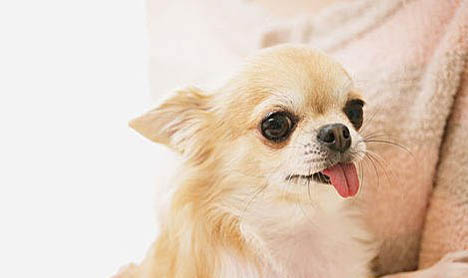 冬季吉娃娃犬為啥不能碰生冷的東西