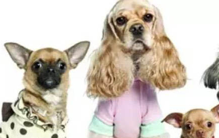 腸胃型犬瘟需要多長(zhǎng)時(shí)間才好