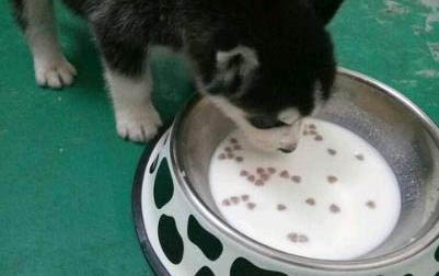 狗狗懷孕能吃雞肉嗎