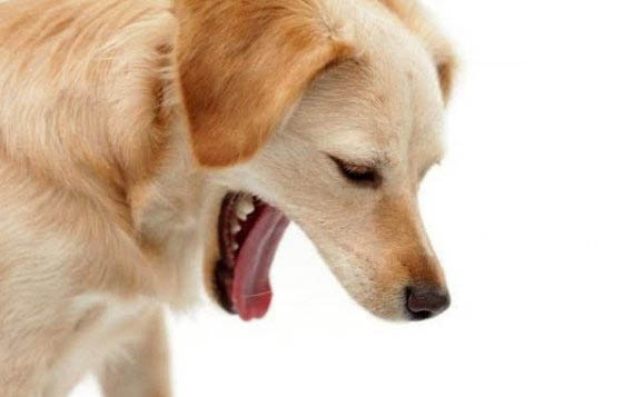 狗狗什么季節換毛?