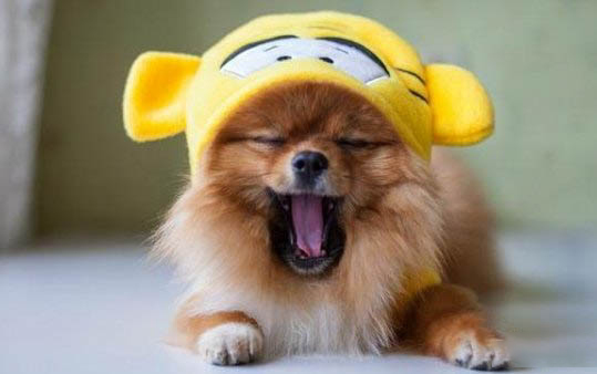 博美犬咳嗽像是被卡嗓子似的