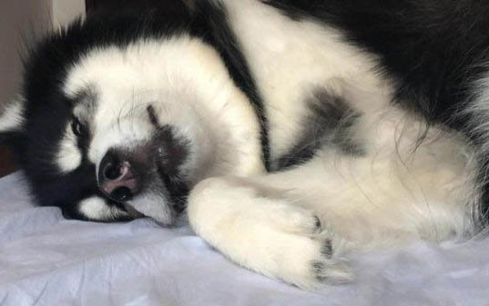 狗狗如何快速除臭