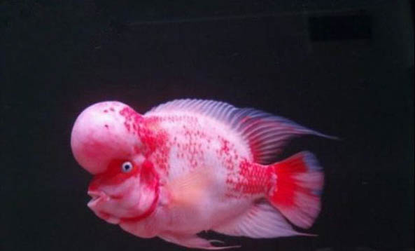 羅漢魚不起頭的原因及處理方法