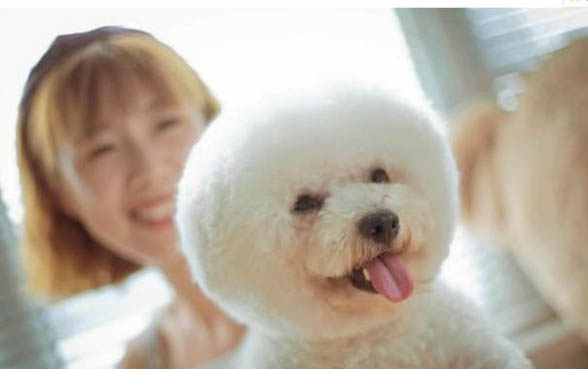 比熊犬和泰迪哪個好養