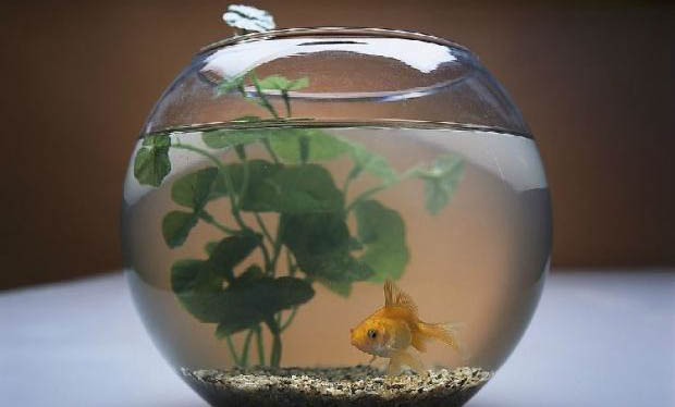 金魚(yú)缸水草有哪些品種