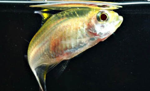 小金魚(yú)都可以喂什么食物
