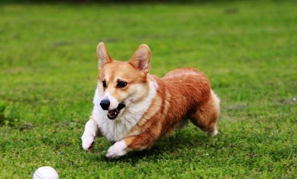 柯基幼犬放籠子一直叫不停怎么辦