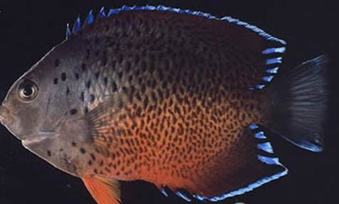 藍美人魚好養嗎