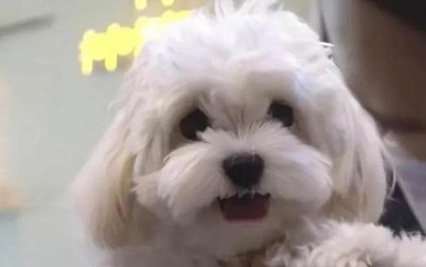 狗懷孕幾率多大