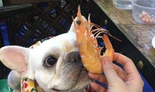 狗狗發燒有哪些癥狀