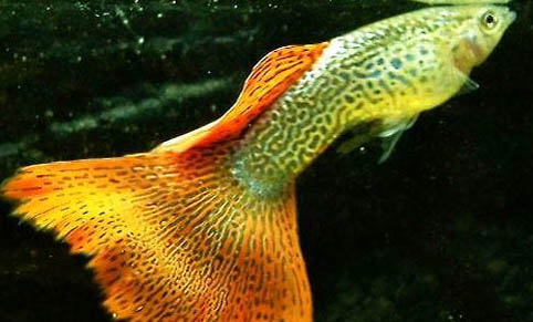 孔雀魚水溫多少度合適繁殖