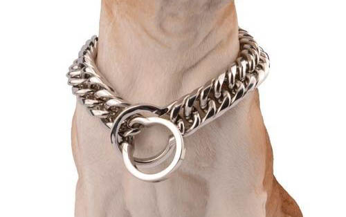 惠比特犬價(jià)格多少錢一只