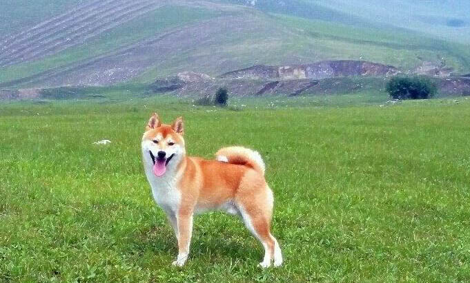 柴犬掉毛嚴(yán)重的原因及處理方法