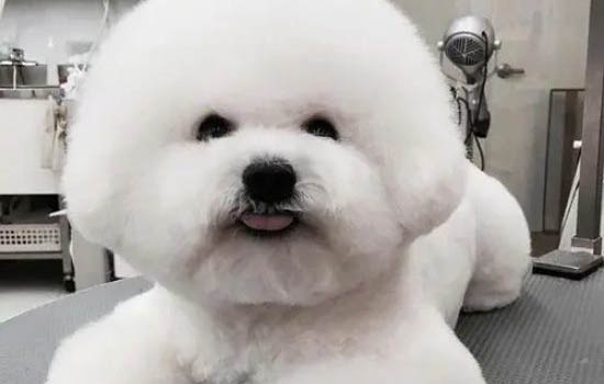 如何讓狗迅速喜歡你