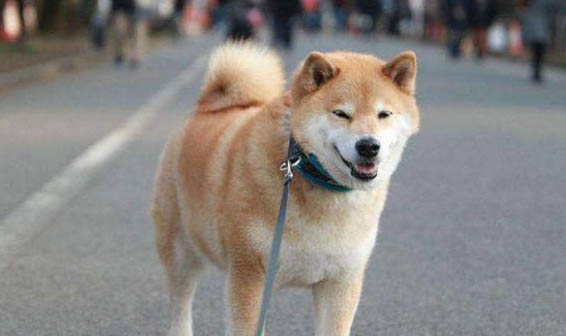柴犬和秋田犬哪個好養