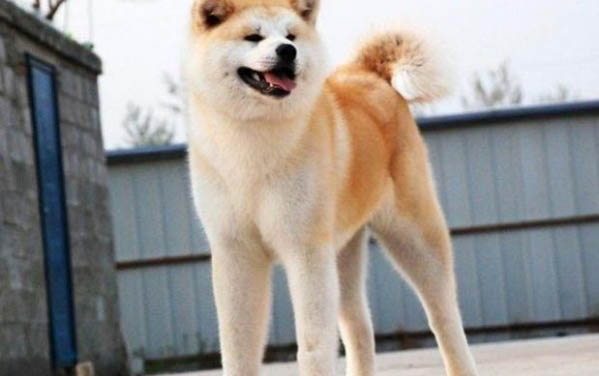 不能養(yǎng)秋田犬的理由和方法