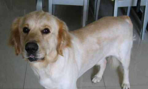 金毛犬價(jià)格多少