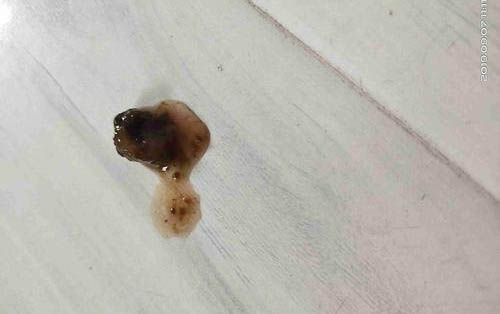 狗狗能不能吃豬肝