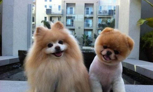 博美犬哪里買