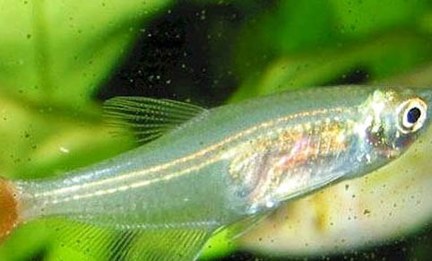 三角燈魚(yú)好養(yǎng)嗎