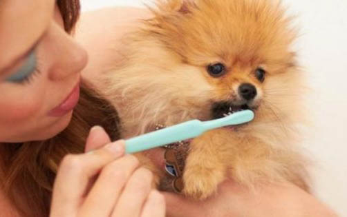十大智商聰明犬排名