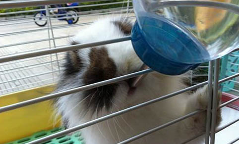 如何飼養寵物兔