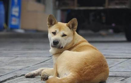 狗狗絕育好還是不絕育好呢